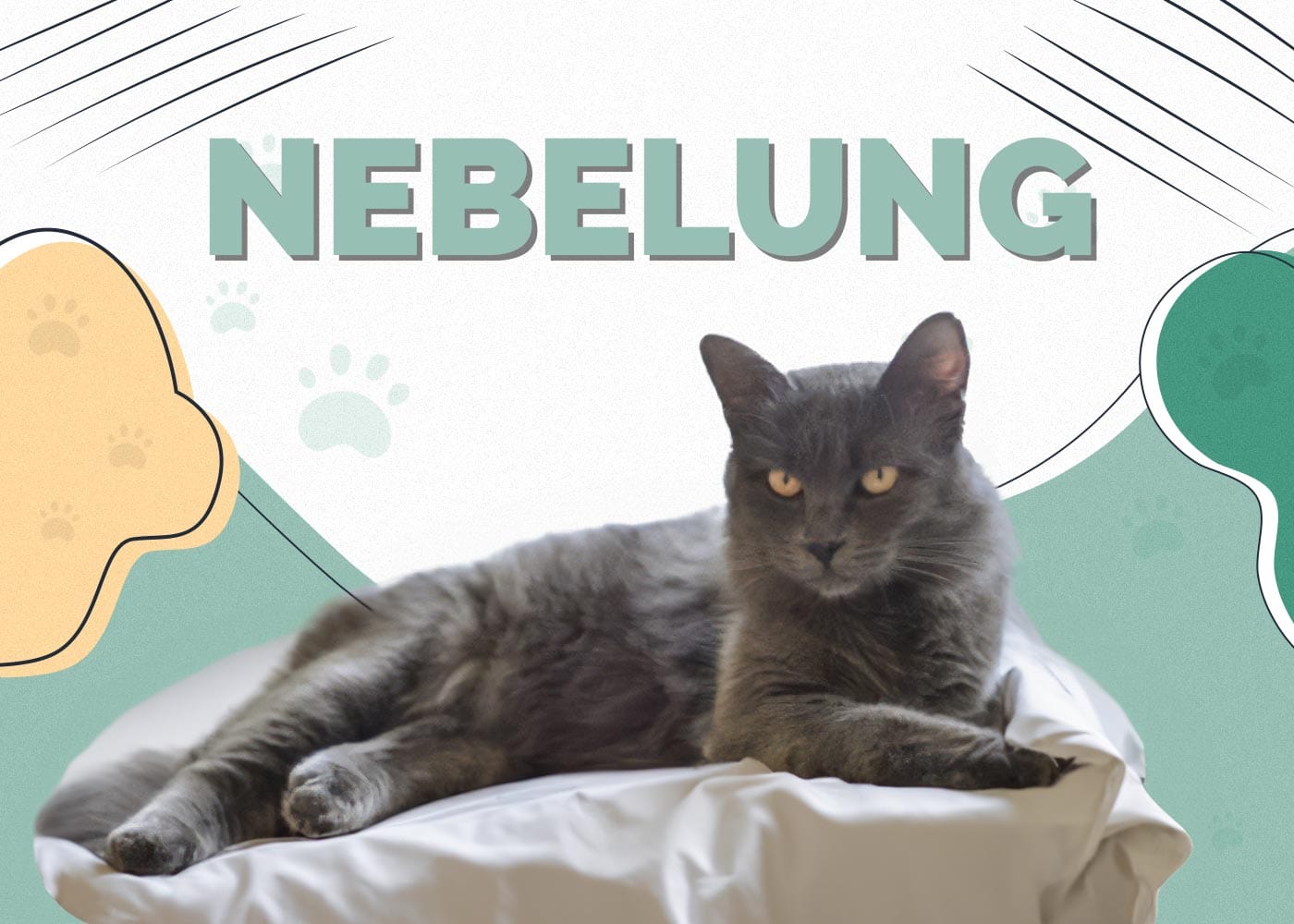 Nebelung Cat