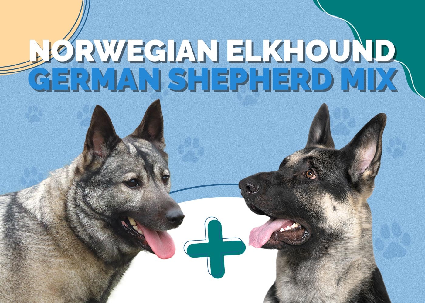 Norwegian Elkhound German Shepherd Mix