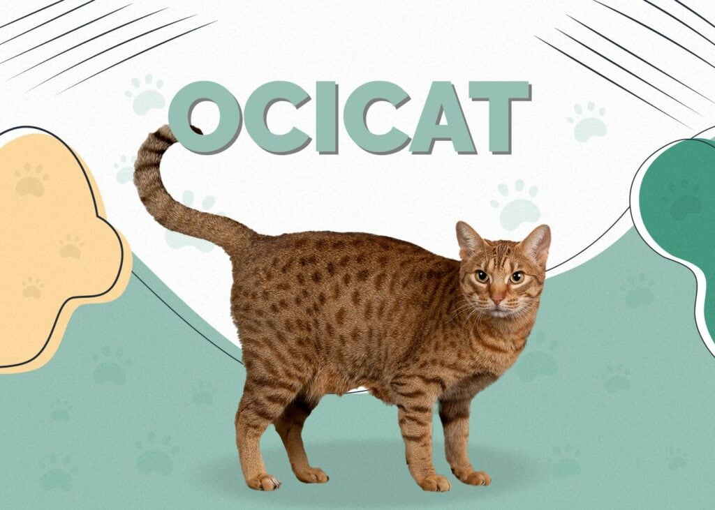 Ocicat Cat