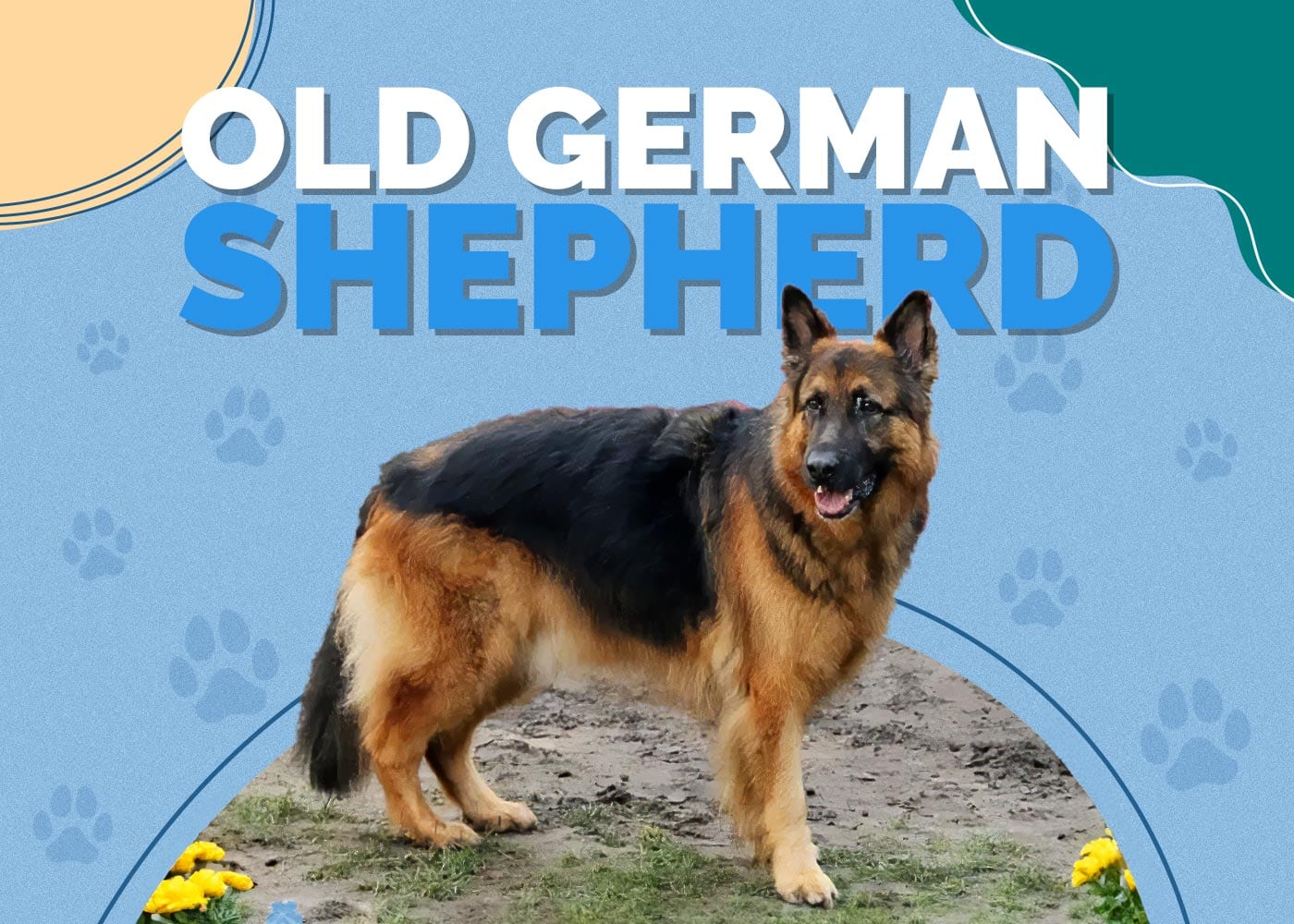 Old German Shepherd Dog