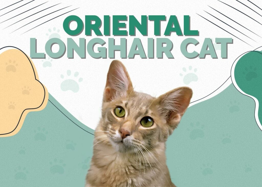 Oriental Longhair Cat