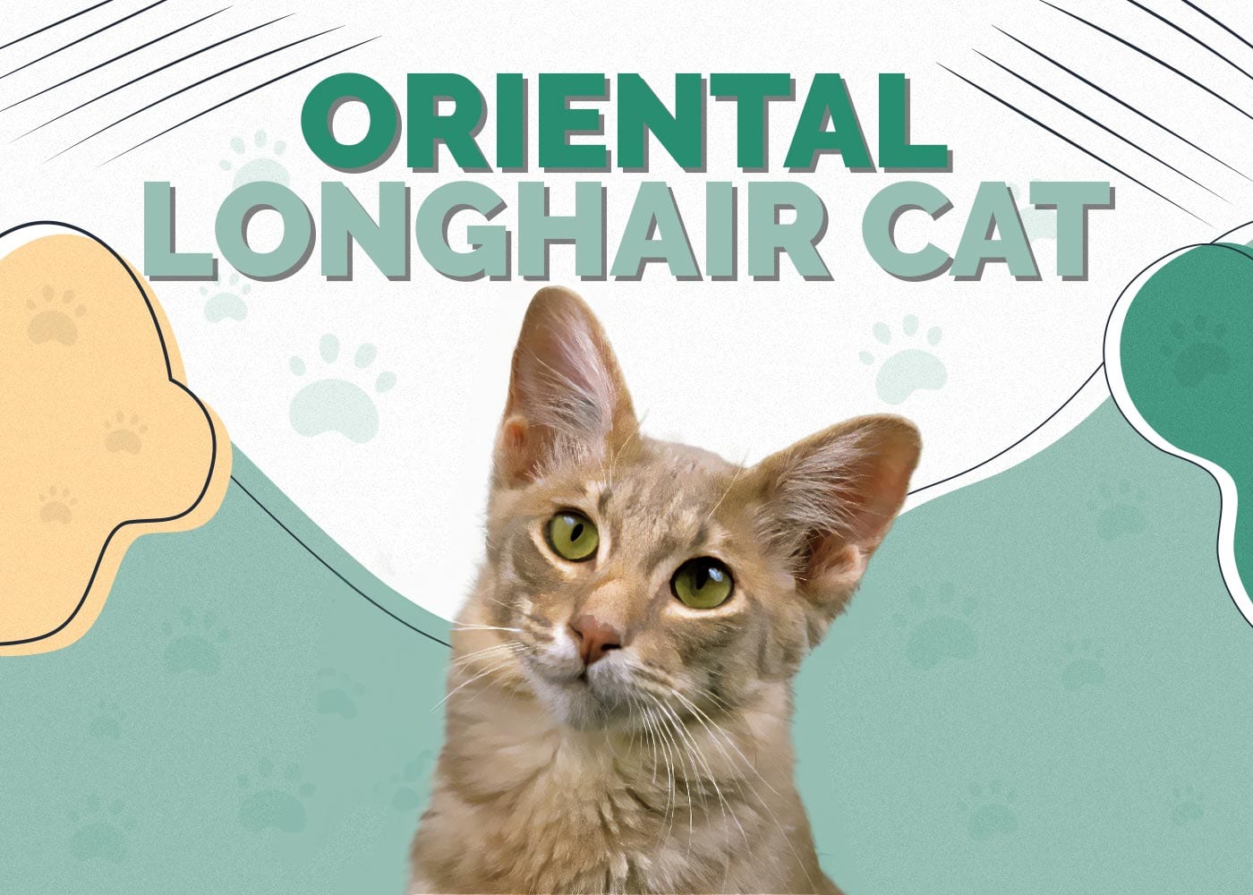 Oriental Longhair Cat