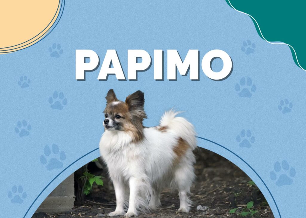 Papimo (American Eskimo Dog & Papillon Mix)