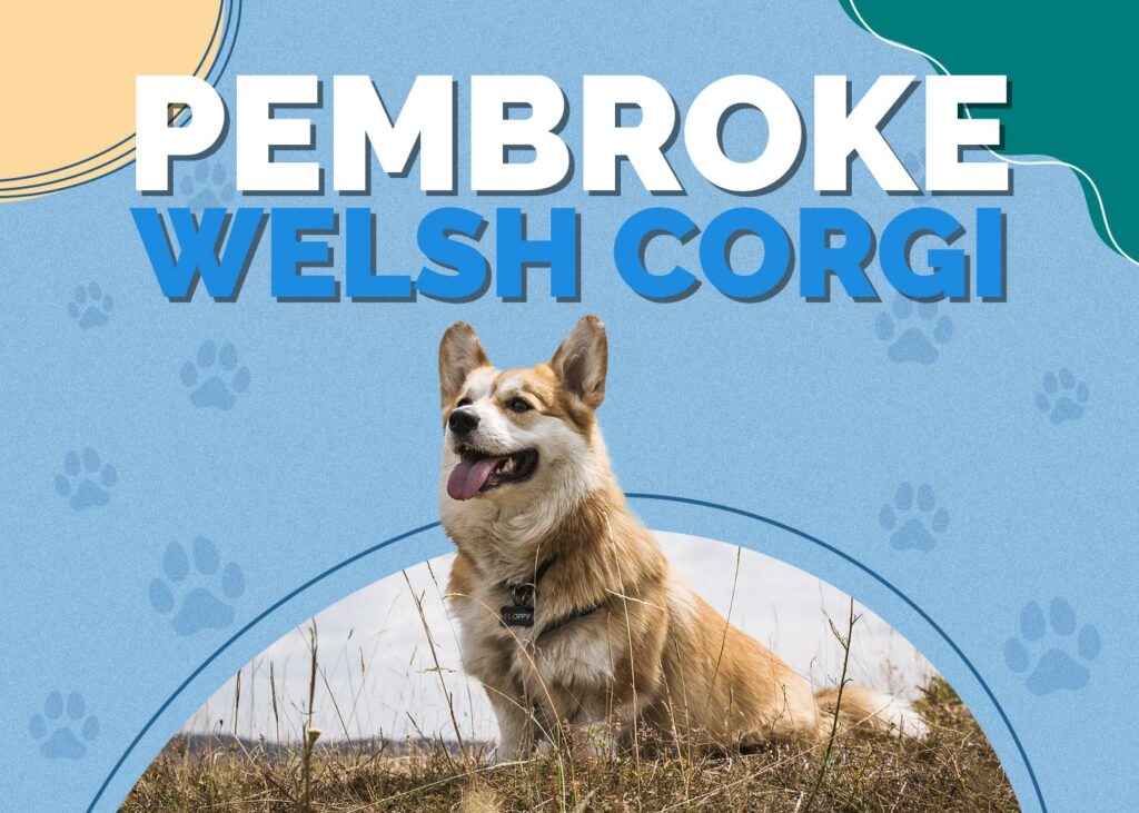 Pembroke Welsh Corgi