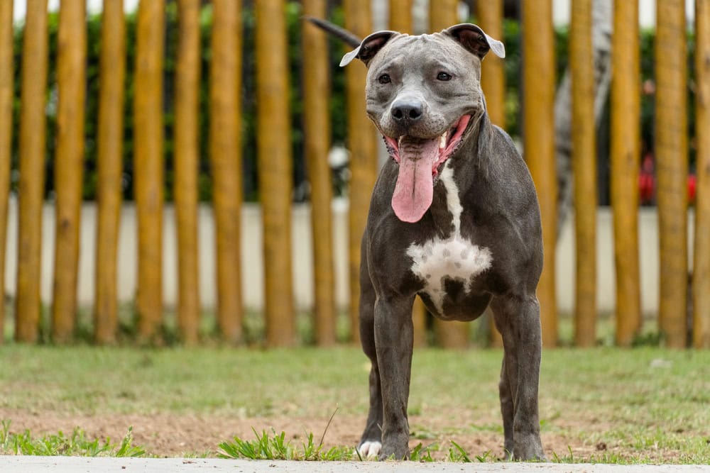 Pit bull in dog park with green grass and wooden fence