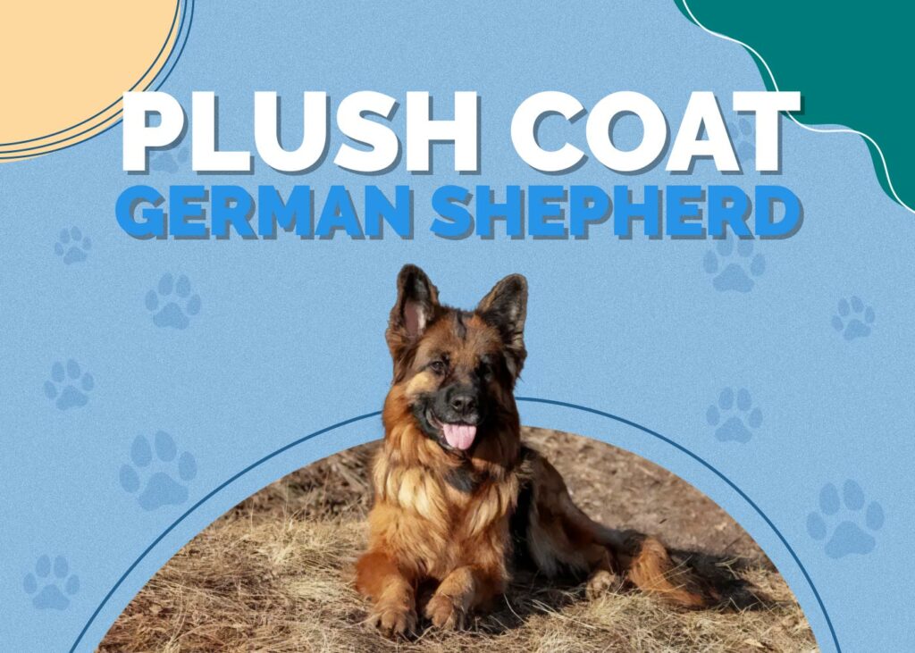 Plush Coat (Medium-Haired) German Shepherd
