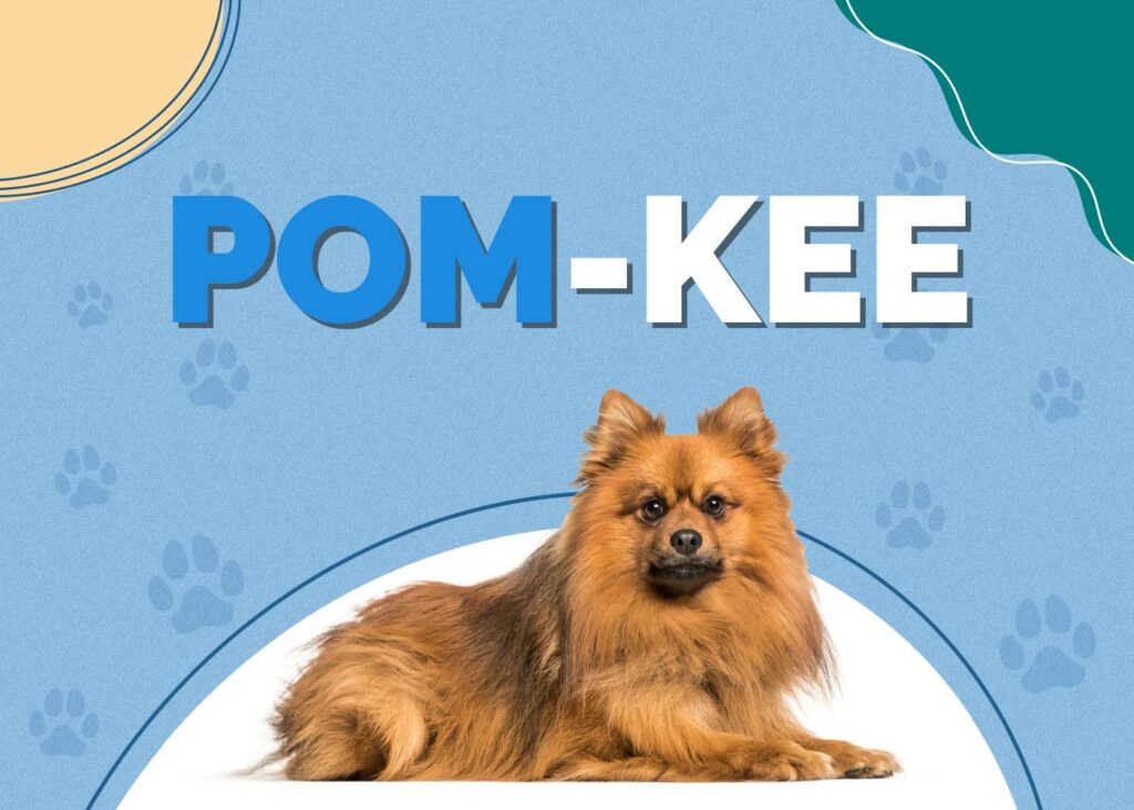 Pom-Kee (Pomeranian & Keeshond Mix)