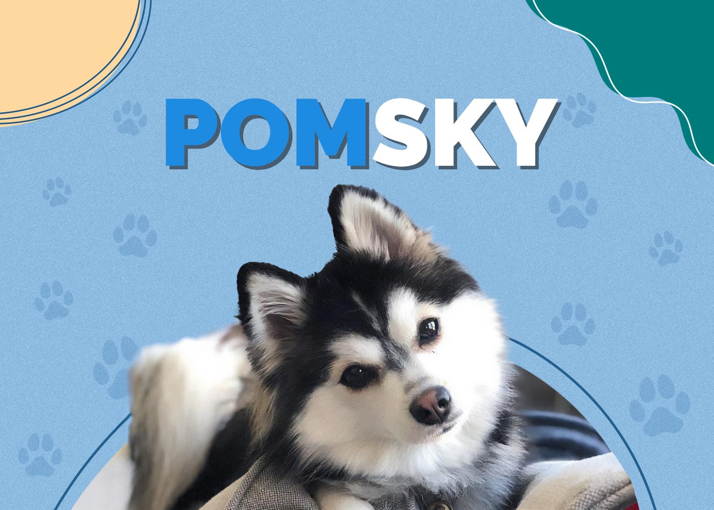Pomsky (Pomeranian & Husky Mix)