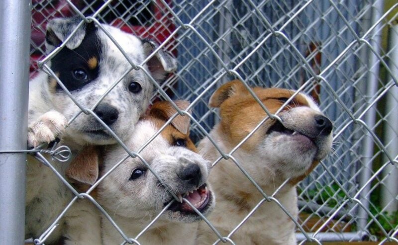 Puppies in a puppy mill