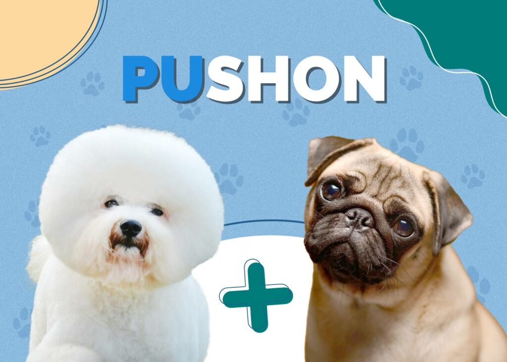 Pushon (Pug & Bichon Mix)