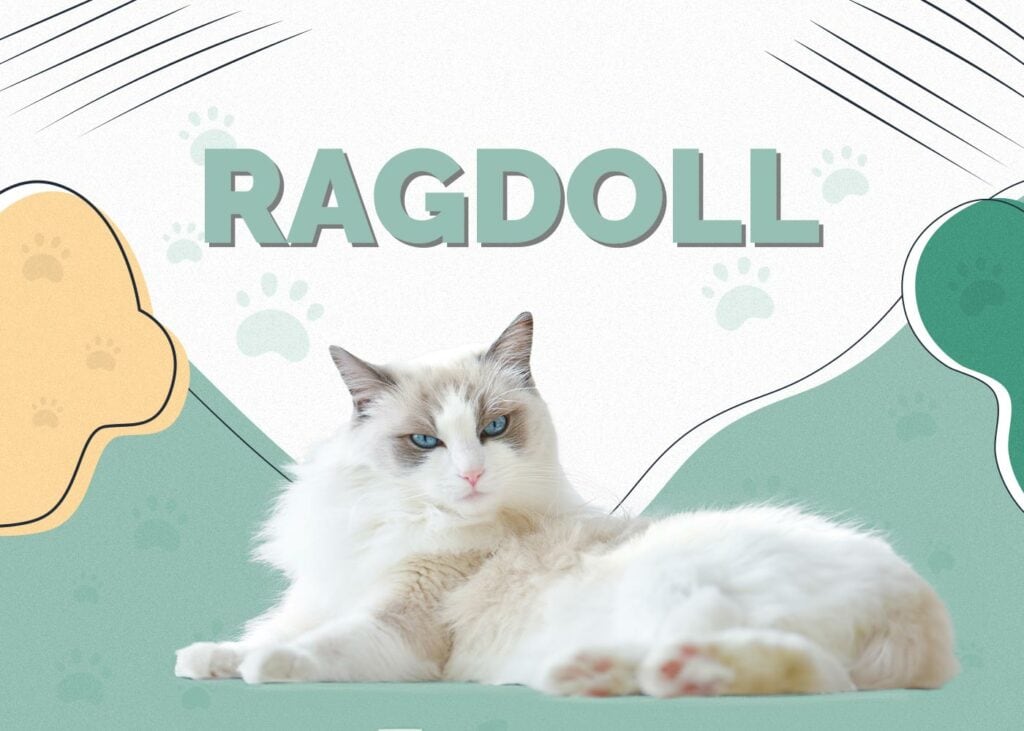 Ragdoll Cat
