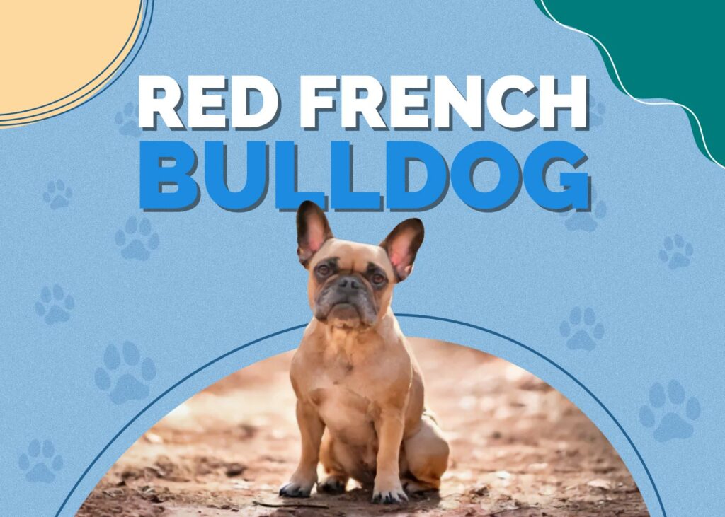 Red French Bulldog