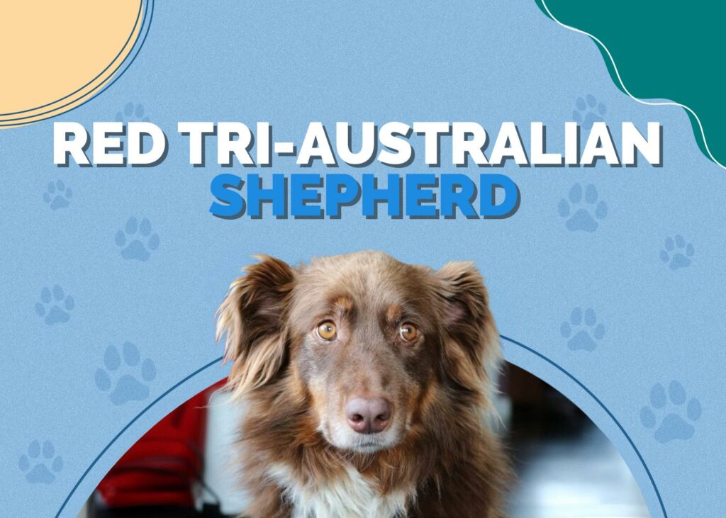Red Tri-Australian Shepherd