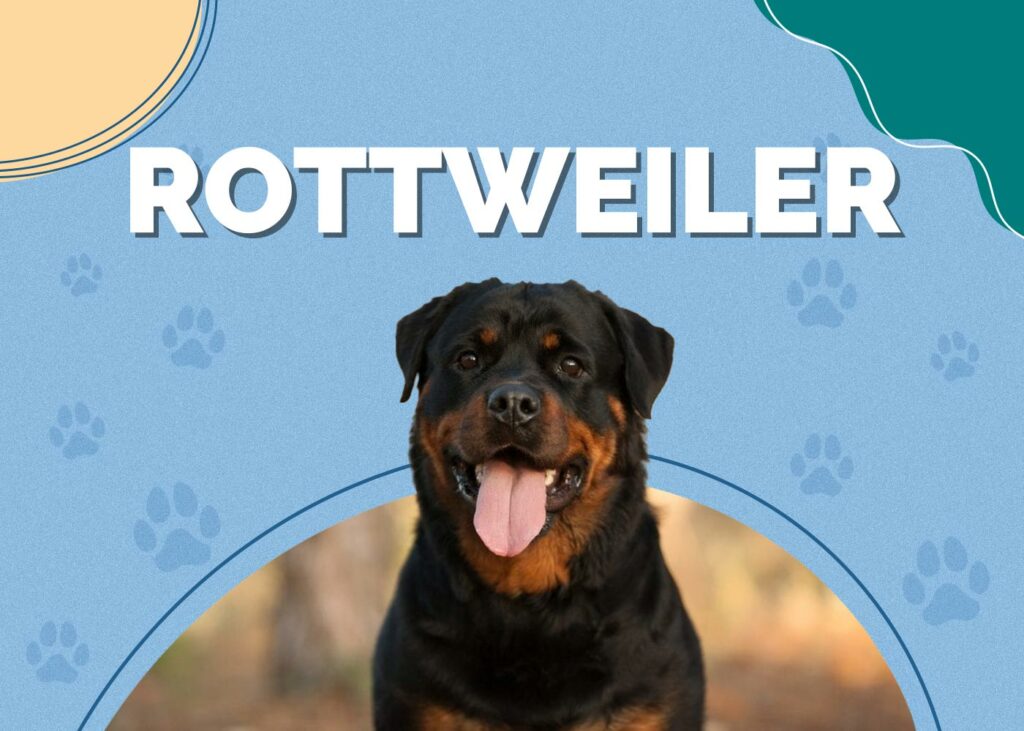Rottweiler