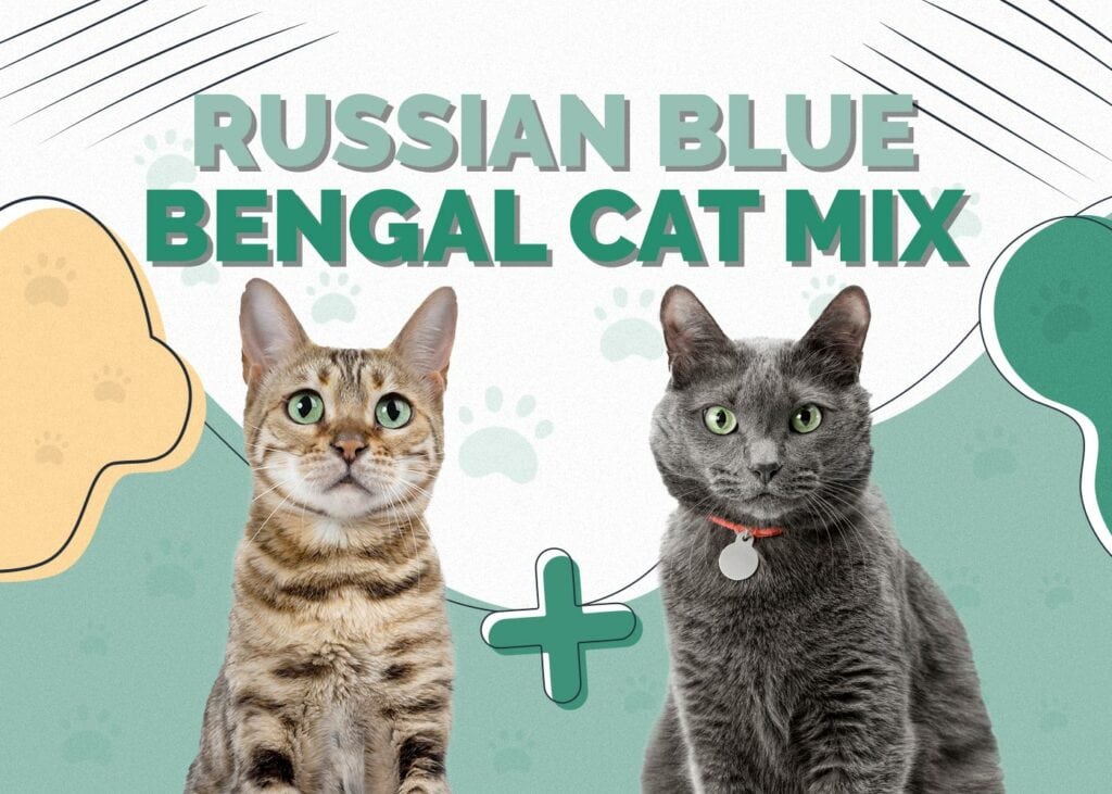 Russian Blue Bengal Cat