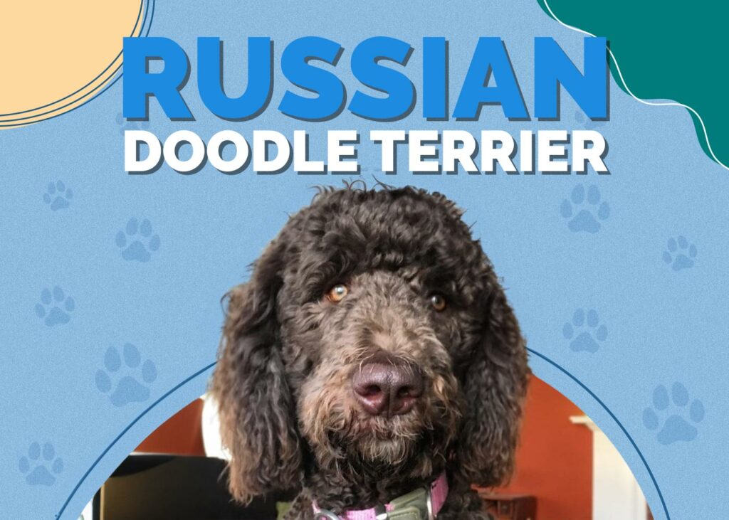 Russian Doodle Terrier (Black Russian Terrier & Poodle Mix)