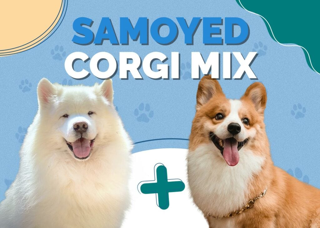 Samoyed Corgi Mix