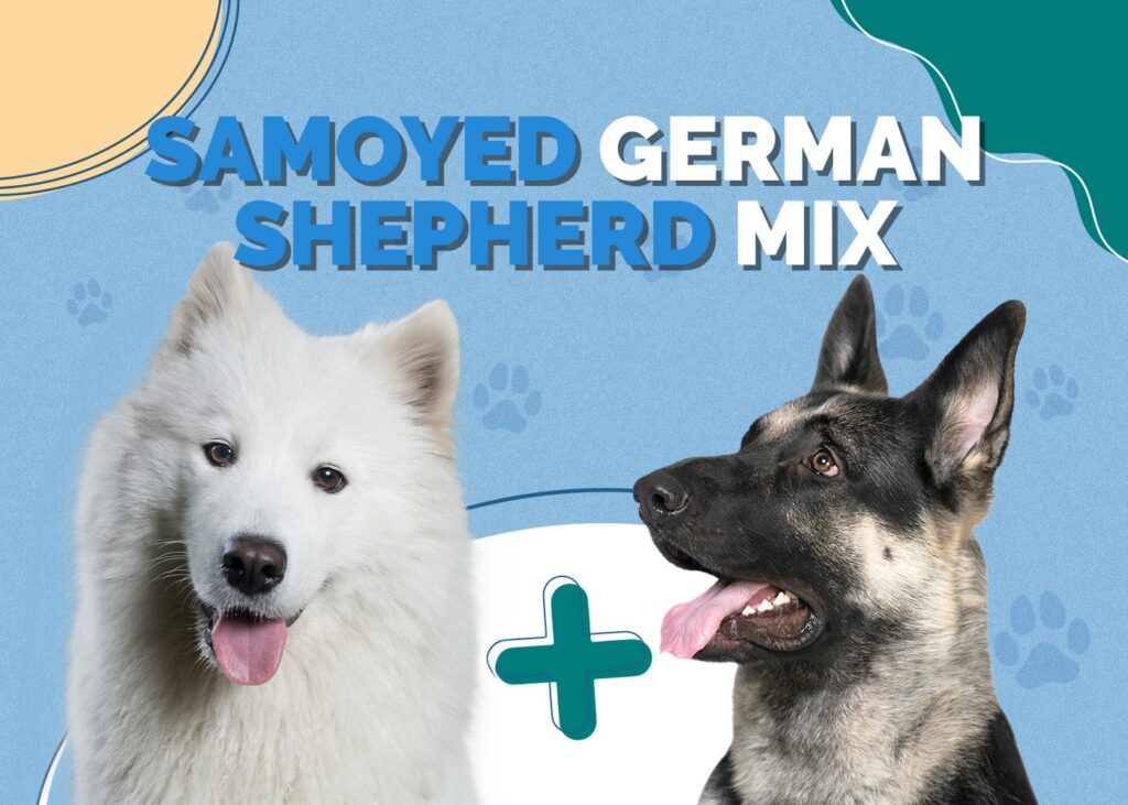 Samoyed German Shepherd Mix