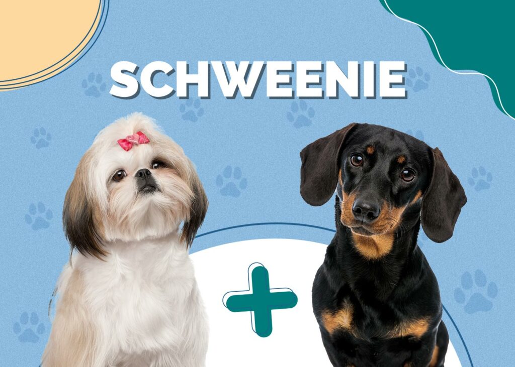 Schweenie (Shih-Tzu & Dachshund Mix)