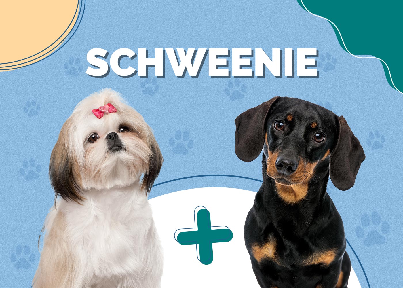 Schweenie (Shih-Tzu & Dachshund Mix)