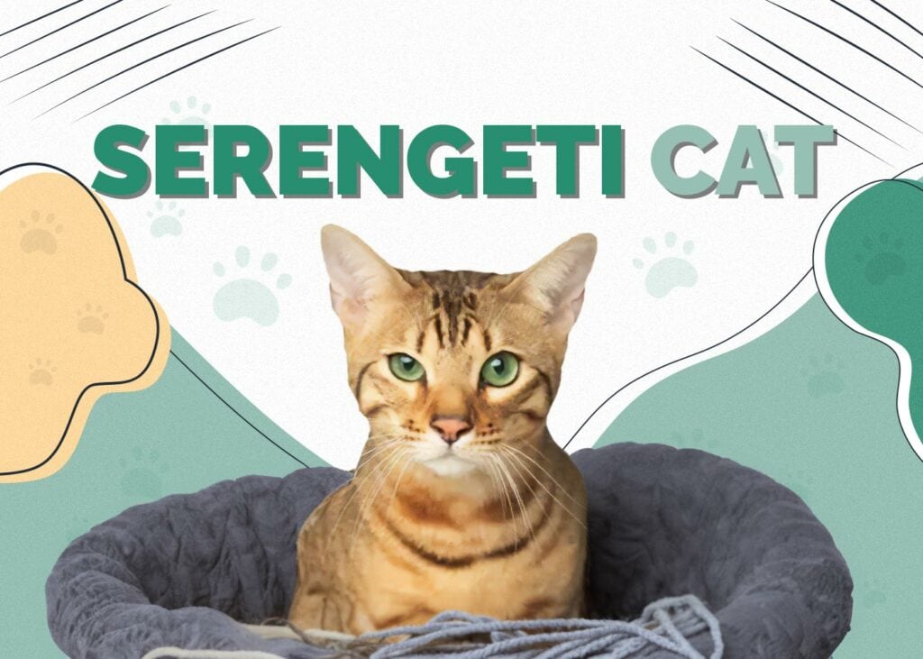 Serengeti Cat
