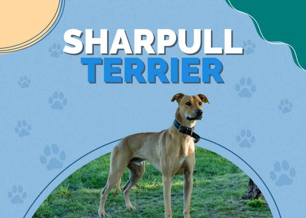 Sharpull Terrier (Shar-Pei & Pitbull Mix)