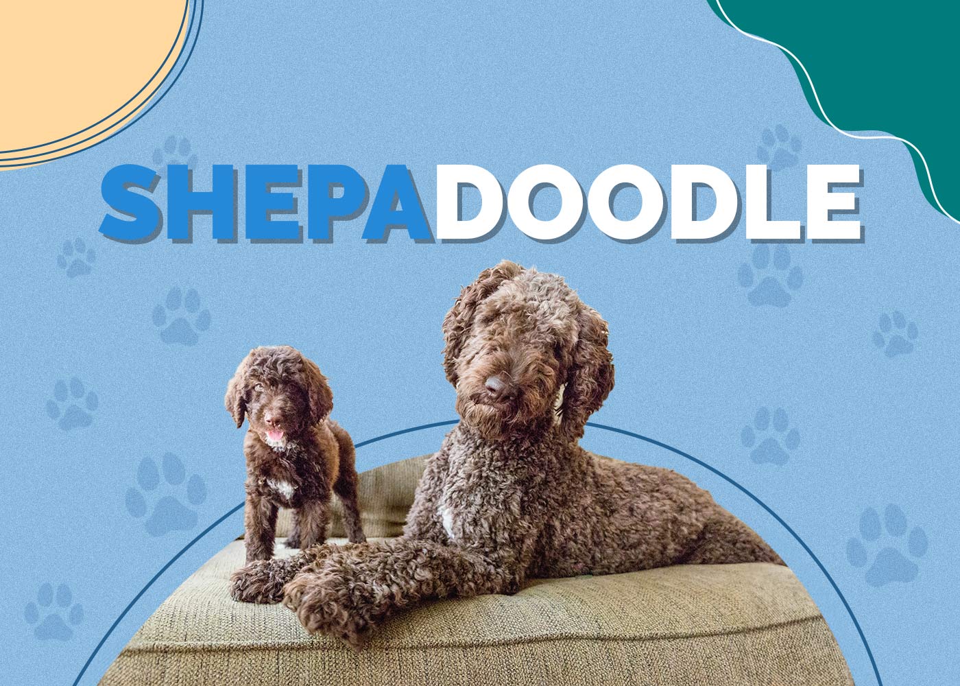 Shepadoodle