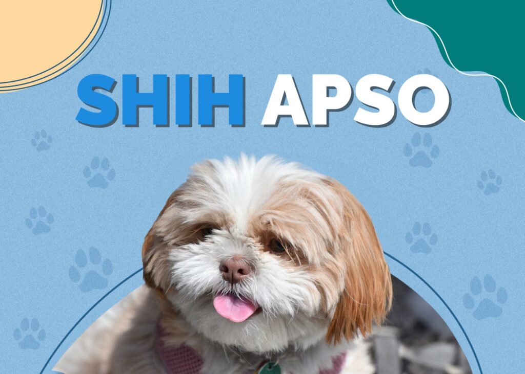 Shih Apso (Lhasa Apso & Shih Tzu Mix)
