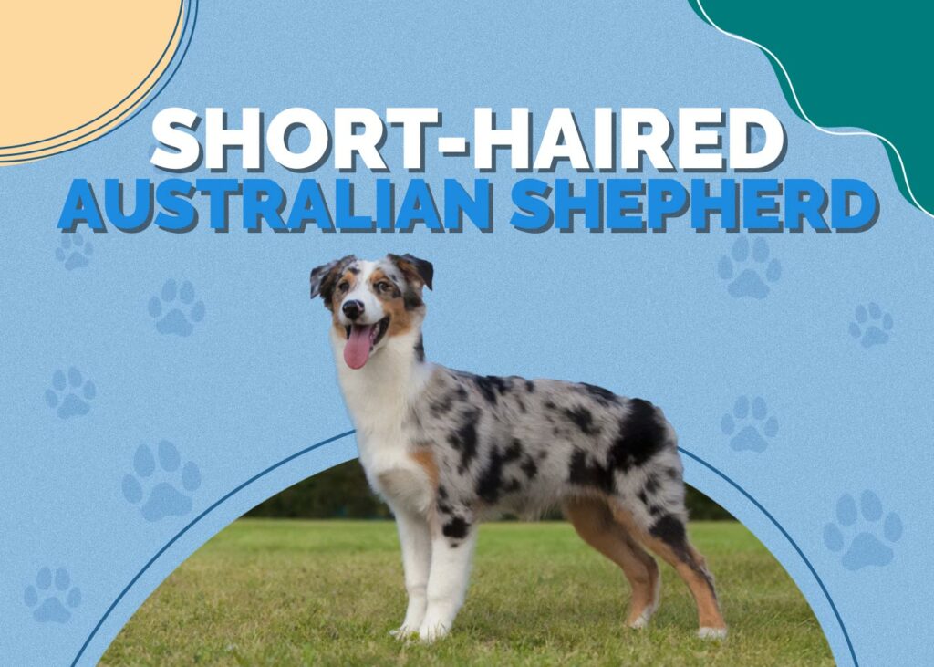 Short-Haired Australian Shepherd