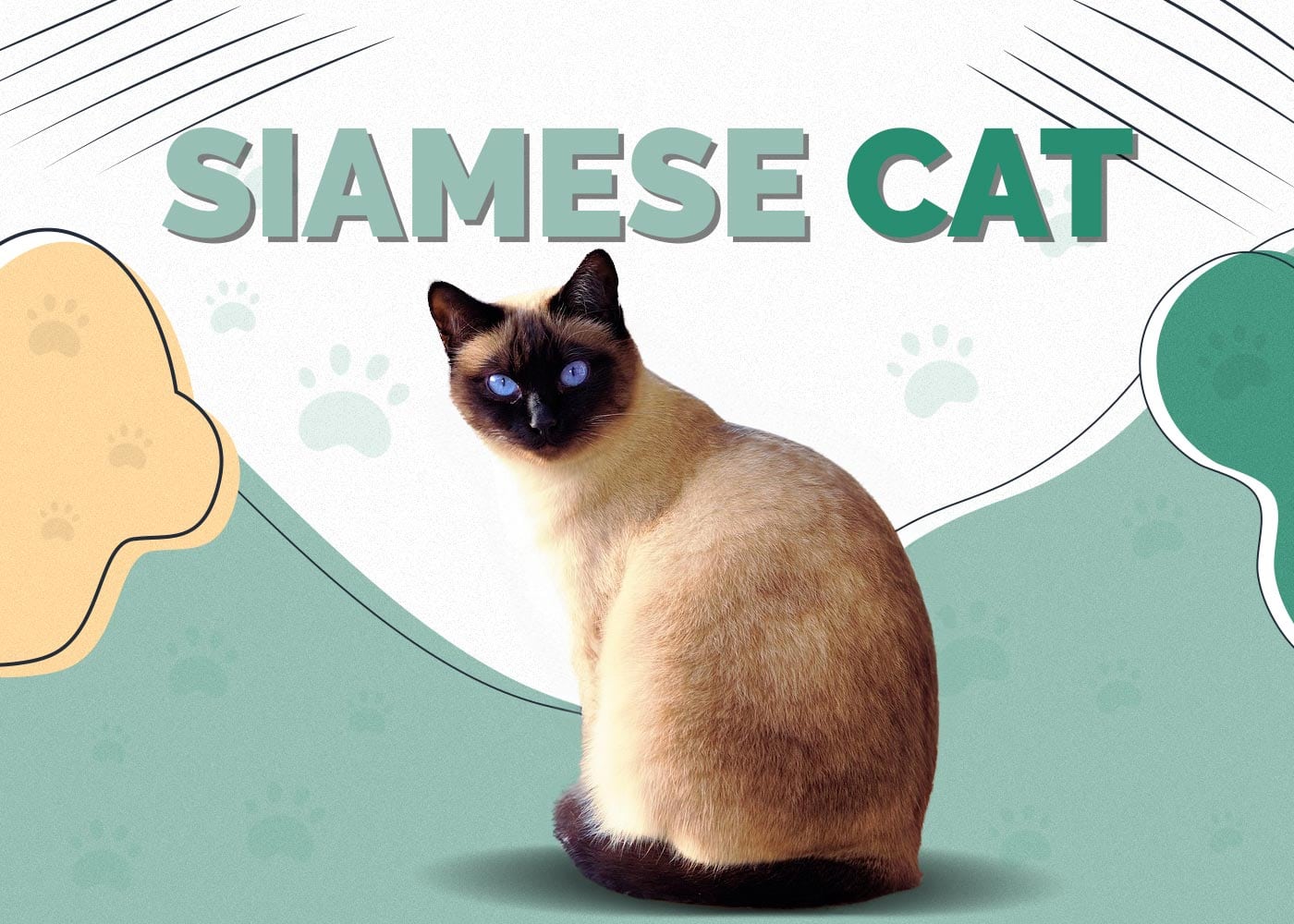 Siamese Cat
