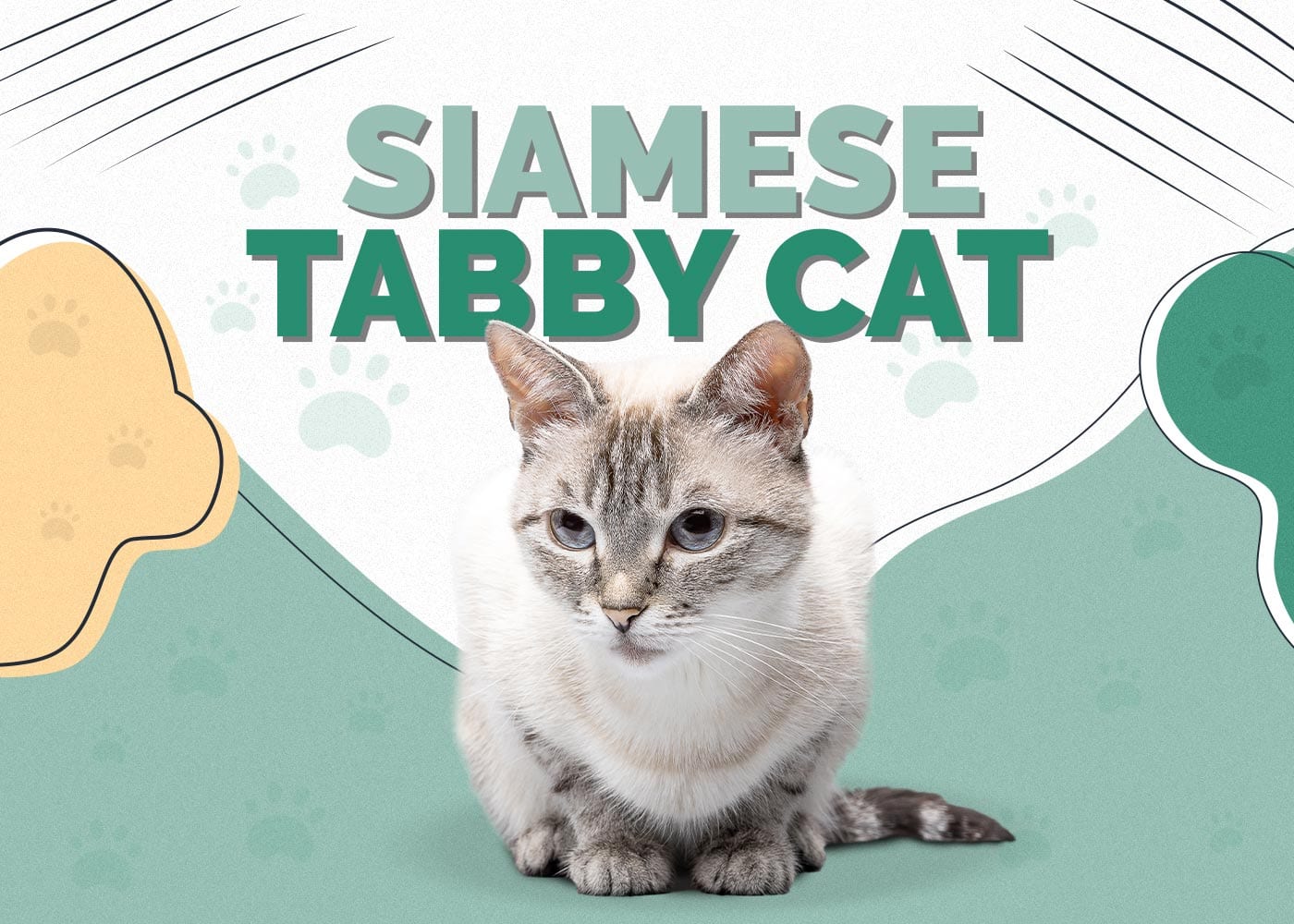 Siamese Tabby Cat