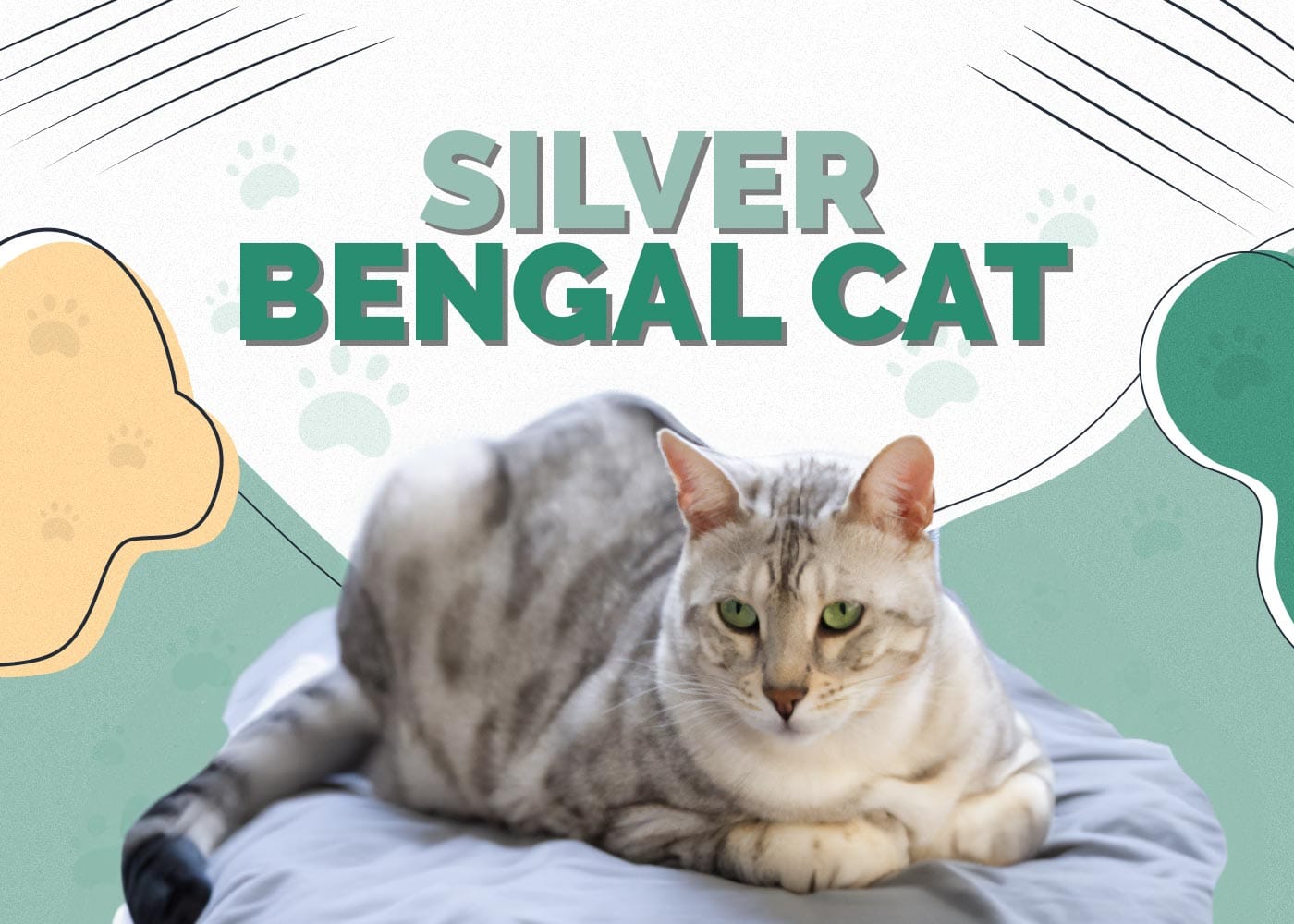 Silver Bengal Cat