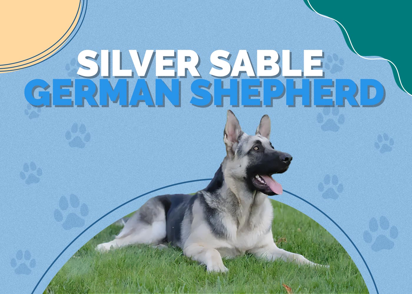Silver Sable German Shepherd