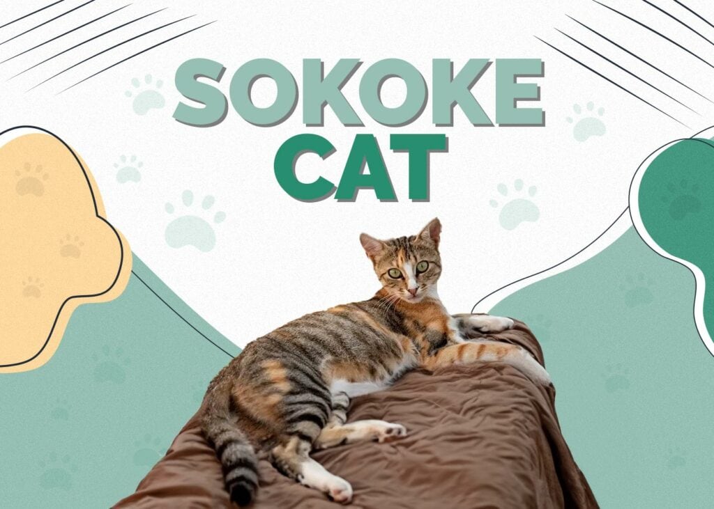 Sokoke Cat
