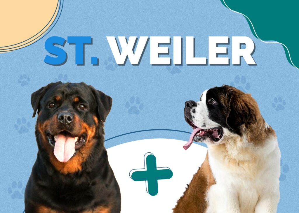 St. Weiler (St Bernard & Rottweiler Mix)
