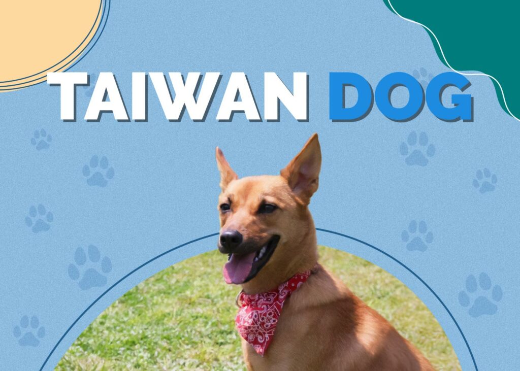 Taiwan Dog