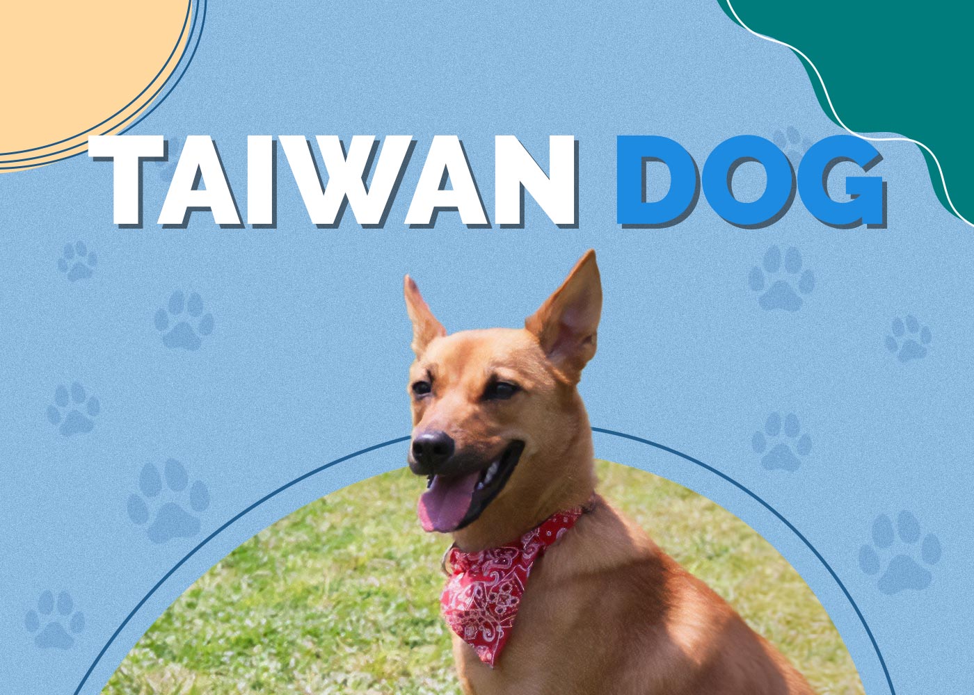 Taiwan Dog