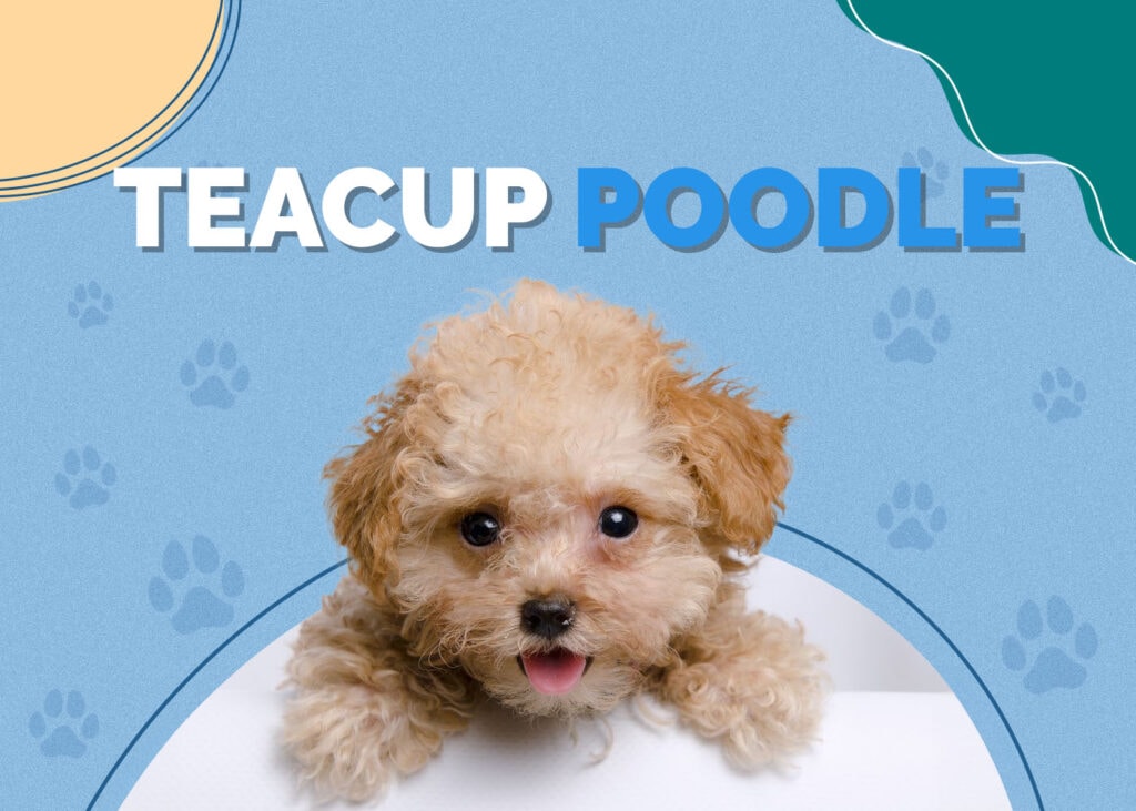 Teacup Poodle