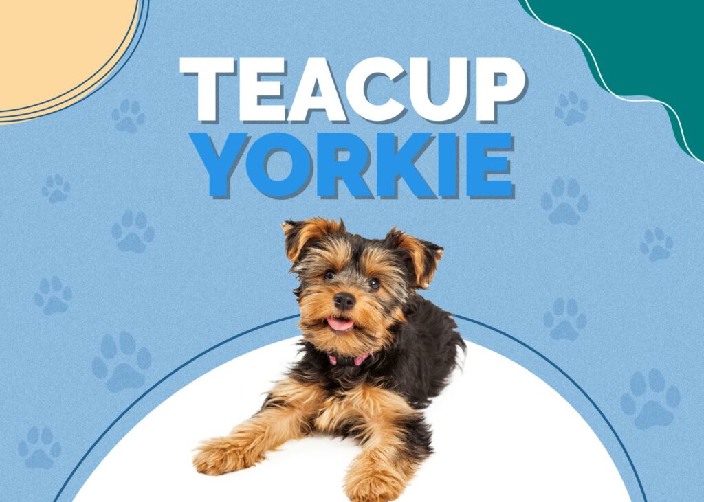 Teacup Yorkie Dog