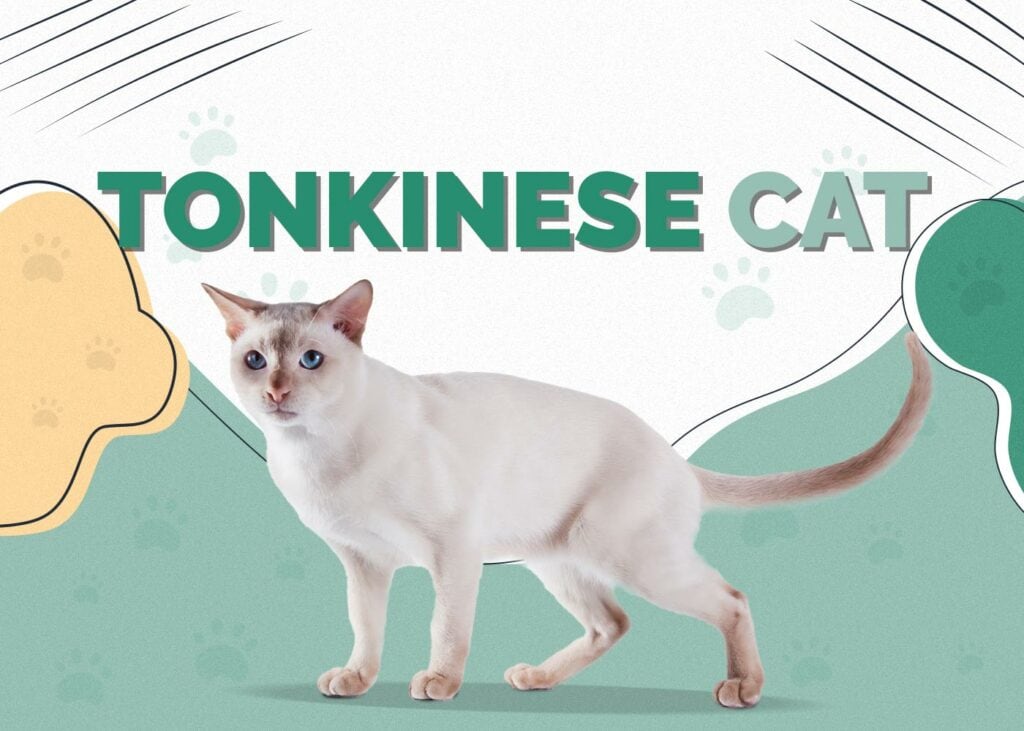 Tonkinese Cat