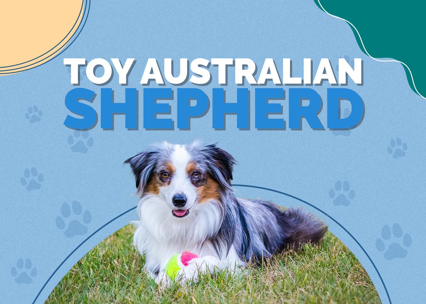 Toy Australian Shepherd