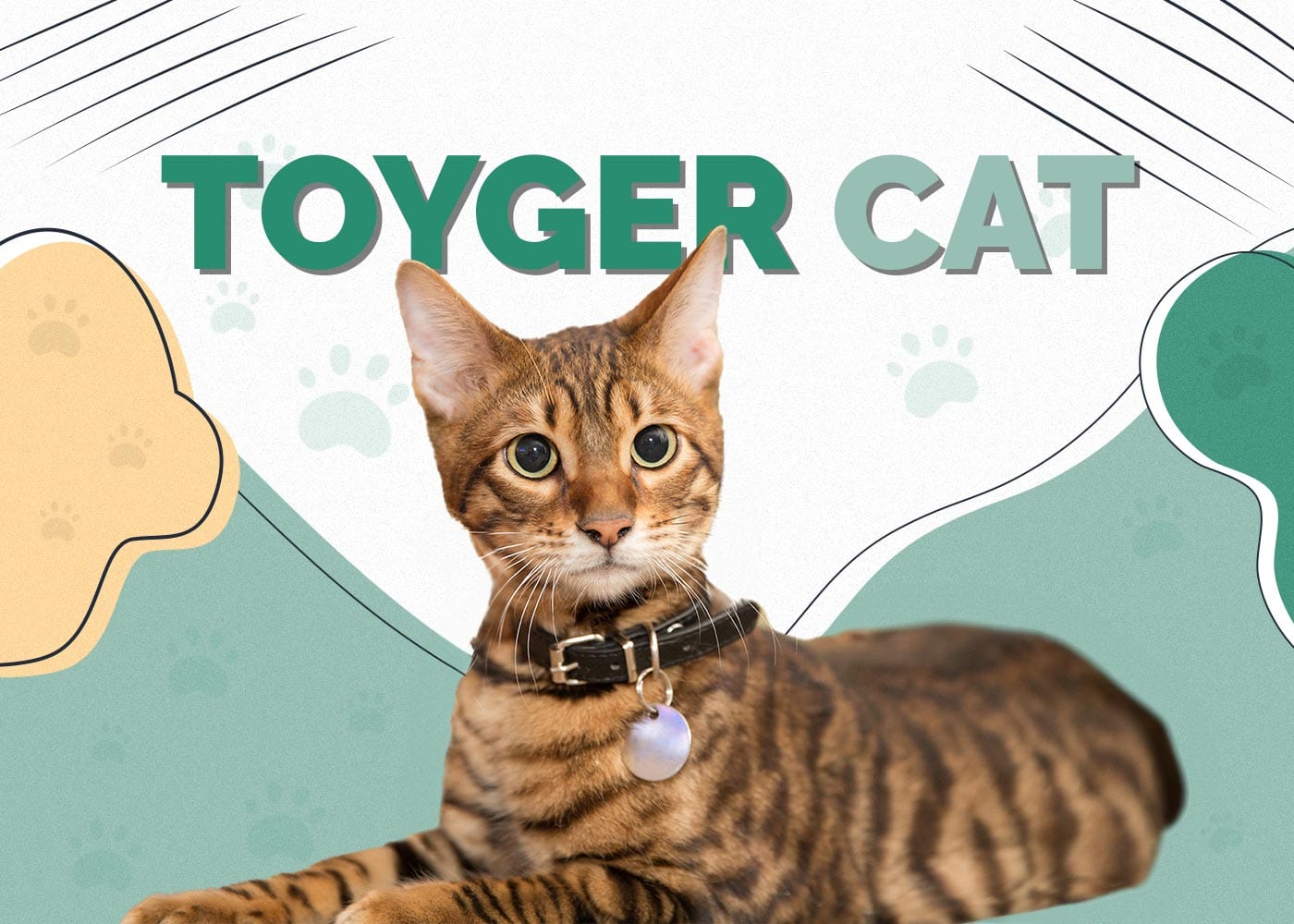 Toyger Cat