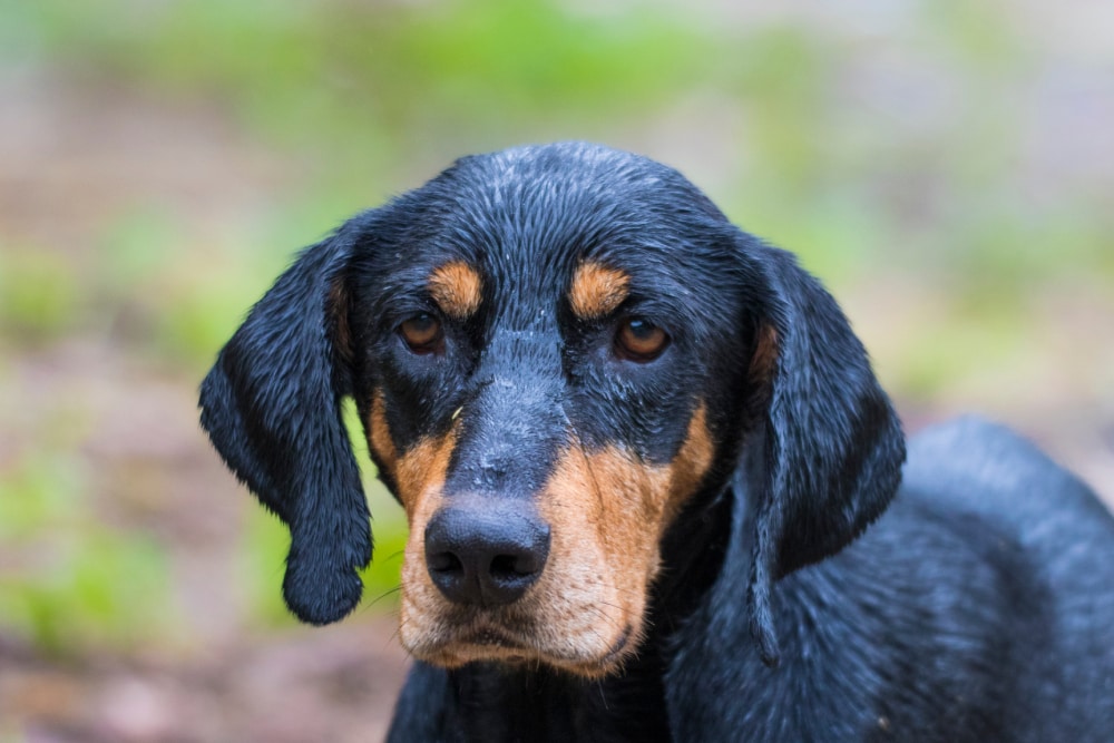 Transylvanian Hound (Hungarian_ erdélyi kopó, also known as the Transylvanian Scent Hound or Hungarian Hound facwe close up