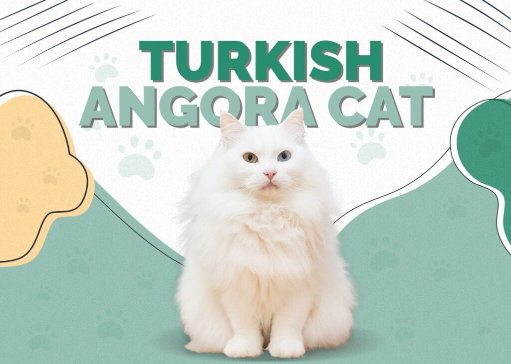 Turkish Angora Cat