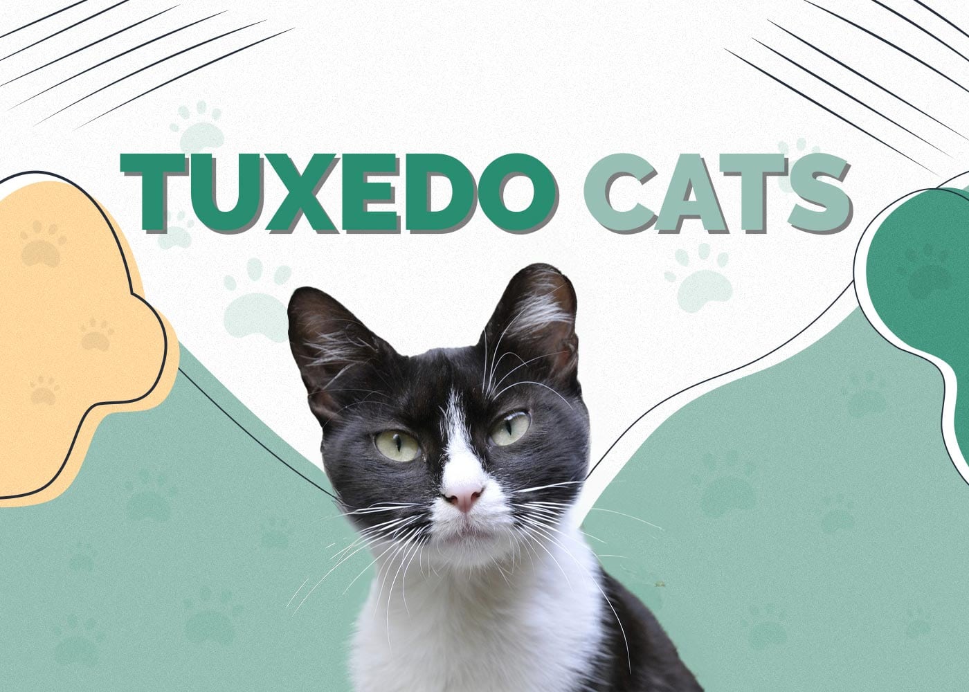 Tuxedo Cats