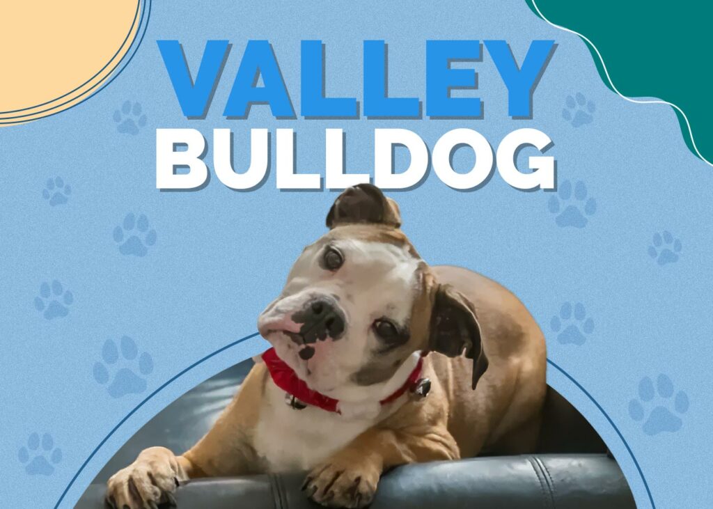 Valley Bulldog (Boxer & English Bulldog Mix