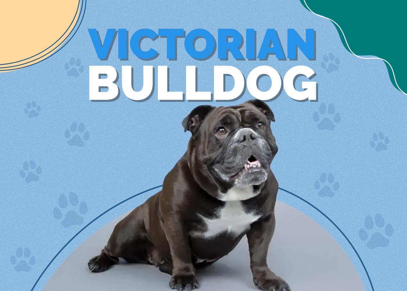 Victorian Bulldog