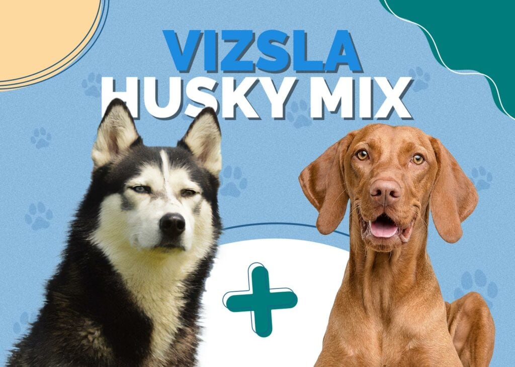 Vizsla Husky Mix Dog