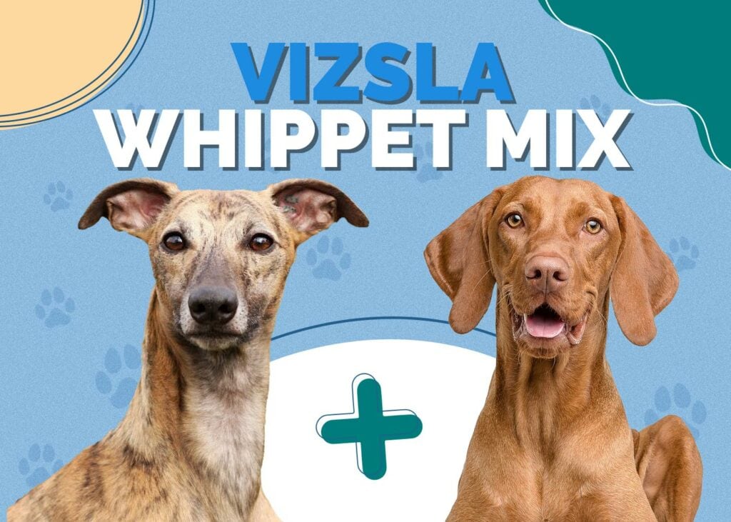 Vizsla Whippet Mix
