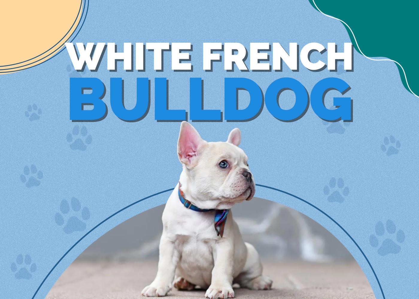 White French Bulldog